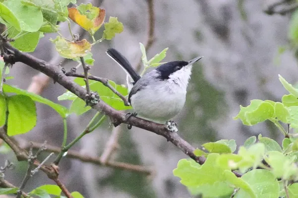 File:Tropical Gnatcatcher (Polioptila plumbea) (8079760126).jpg