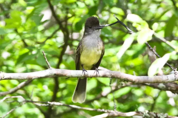 File:Apical Flycatcher (Myiarchus apicalis) (8079772339).jpg