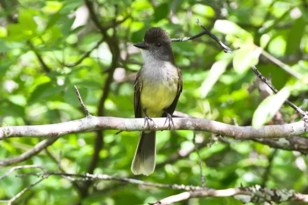 File:Apical Flycatcher (Myiarchus apicalis) (8079764502).jpg