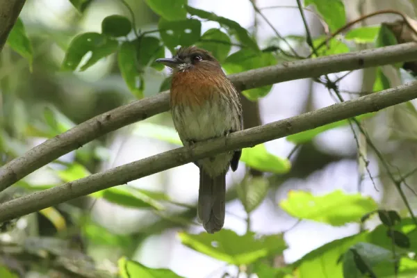 File:Moustached Puffbird (Malacoptila mystacalis) (8079781025).jpg