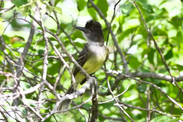 File:Apical Flycatcher (Myiarchus apicalis) (8079765652).jpg
