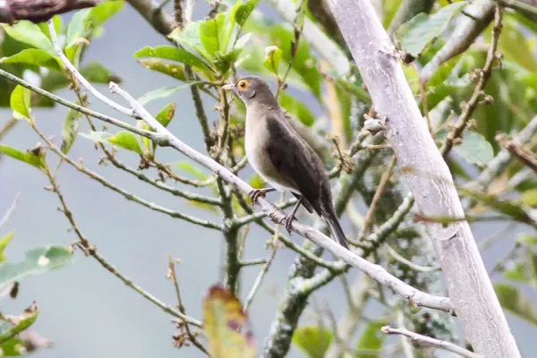 File:Spectacled Thrush (Turdus nudigenis) (8079737573).jpg