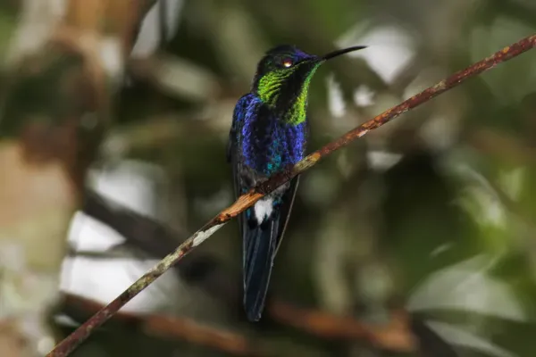 File:Crowned Woodnymph (Thalurania colombica) (8079734534).jpg