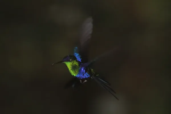 File:Crowned Woodnymph (Thalurania colombica) (8079735942).jpg