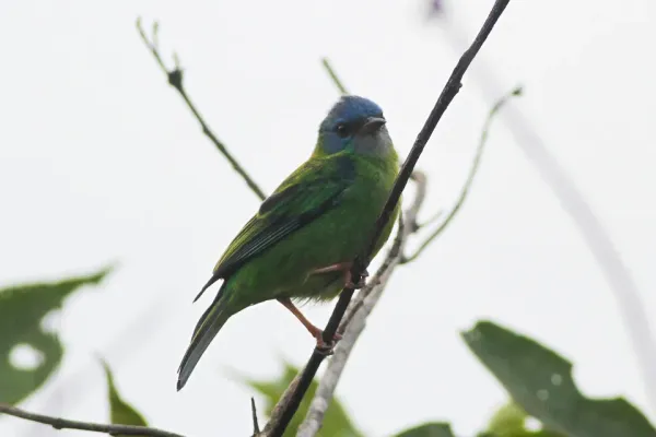 File:Blue Dacnis (Dacnis cayana) (8079745467).jpg