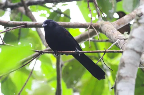 File:Columbian Mountain Grackle (Macroagelaius subalaris) (8079736640).jpg