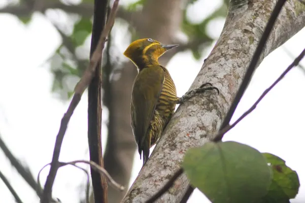 File:Golden-green Woodpecker (Piculus chrysochloros) (8079739212).jpg