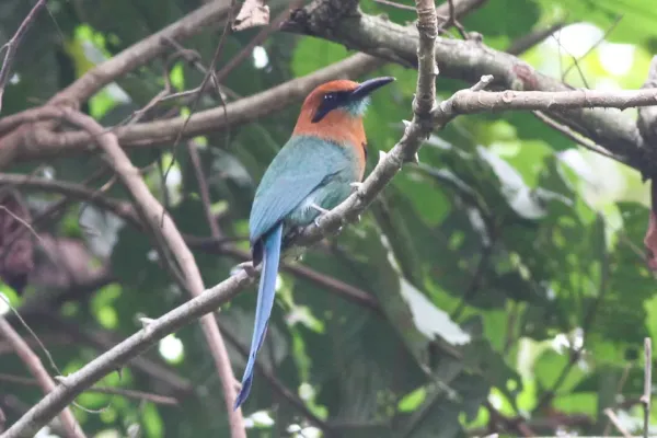 File:Broad-billed Motmot (Electron platyrhynchum) (8079738868).jpg