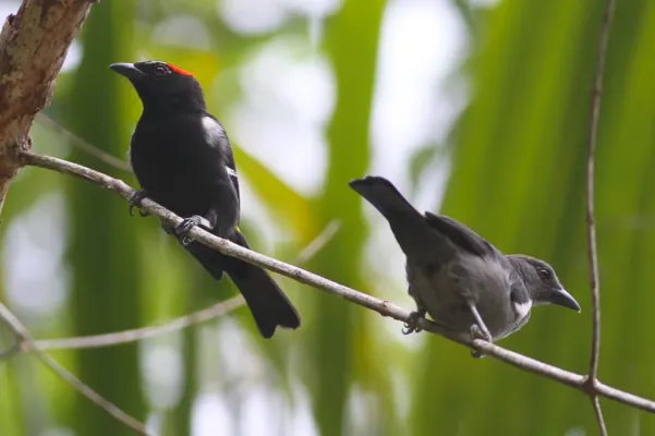 File:Scarlet-browed Tanager (Heterospingus xanthopygius) (8079747876).jpg