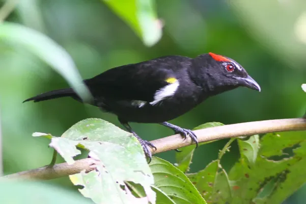 File:Scarlet-browed Tanager (Heterospingus xanthopygius (8079749074).jpg
