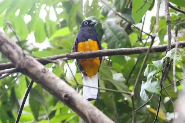 File:White-tailed Trogon (Trogon chionurus) (8079743764).jpg