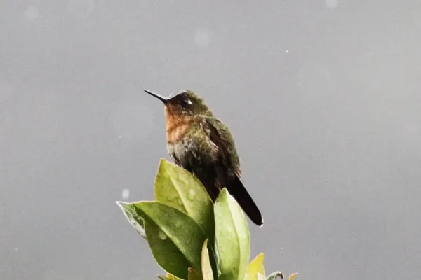 File:Tyrian Metaltail (Metallura tyrianthina) (8079756738).jpg
