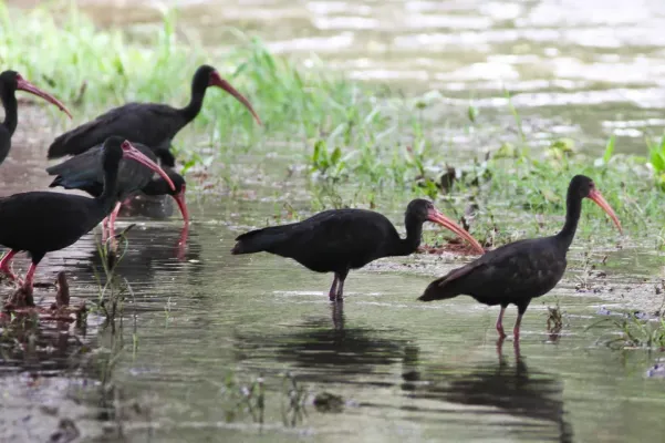 File:Bare-faced Ibis (Phimosus infuscatus) (8079753748).jpg