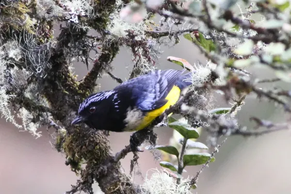 File:Buff-breasted Mountain Tanager (Dubusia taeniata) (8079763473).jpg