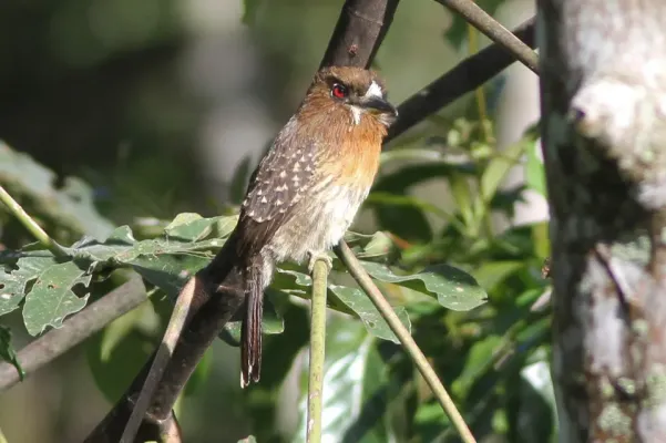 File:Moustached Puffbird (Malacoptila mystacalis) (8079771280).jpg