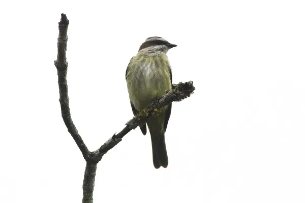 File:Piratic Flycatcher (Legatus leucophaius) (8079914282).jpg