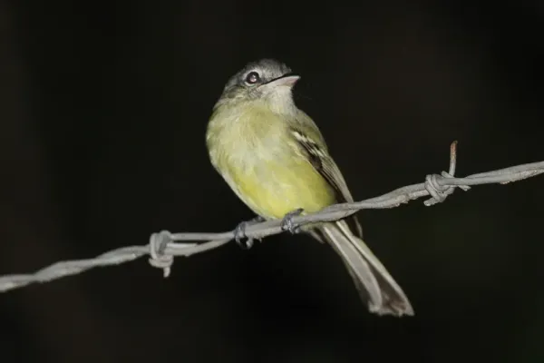 File:Yellow-olive Flatbill (Tolmomyias sulphurescens) (8079766757).jpg