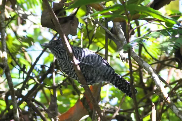 File:Bar-crested Antshrike (Thamnophilus multistriatus) (8079780679).jpg