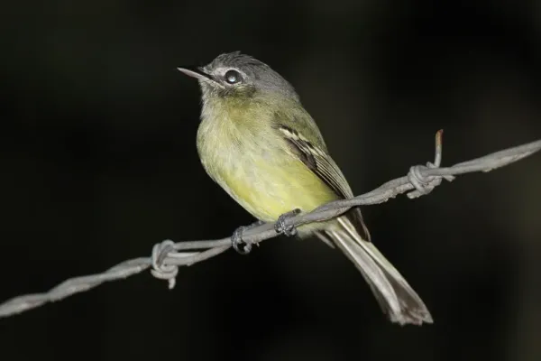 File:Yellow-olive Flatbill (Tolmomyias sulphurescens) (8079767063).jpg