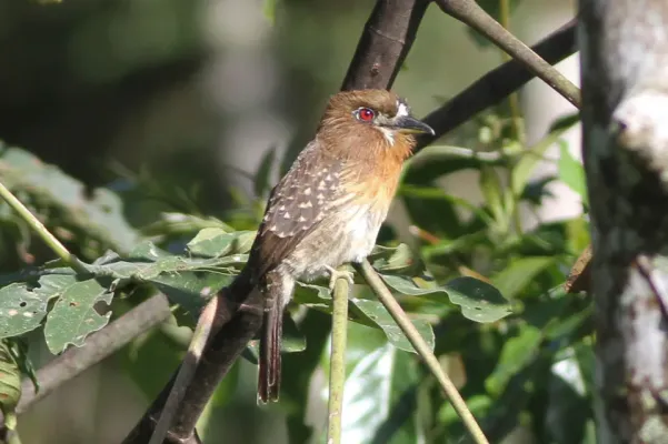 File:Moustached Puffbird (Malacoptila mystacalis) (8079778407).jpg