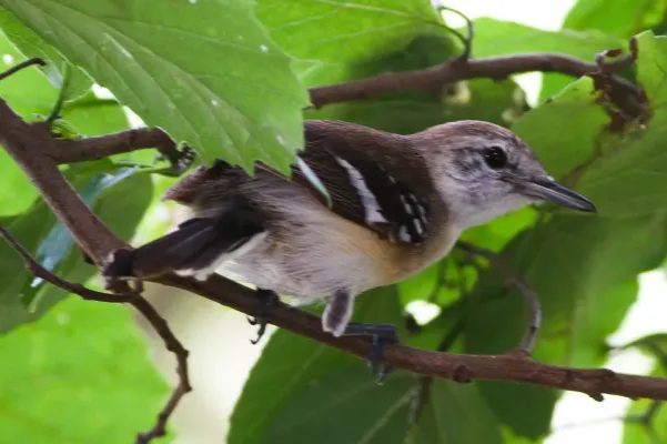 File:Southern White-fringed Antwren (Formicivora grisea) (8079766368).jpg
