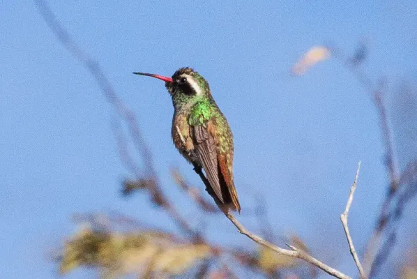 File:Xantus's Hummingbird (Basilinna xantusii) (8079377044).jpg