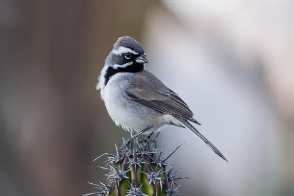 File:Black-throated Sparrow (Amphispiza bilineata) (8079397370).jpg
