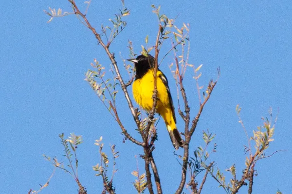 File:Scott's Oriole (Icterus parisorum) (8079406301).jpg