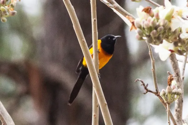 File:Black-vented Oriole (Icterus wagleri) (8079398668).jpg