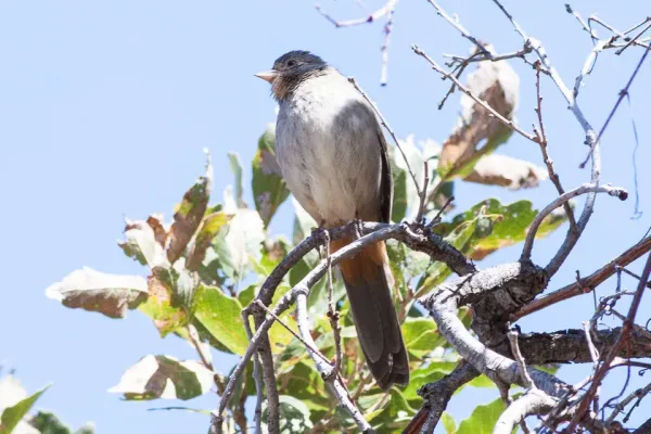 File:California Towhee (Melozone crissalis) (8079402821).jpg