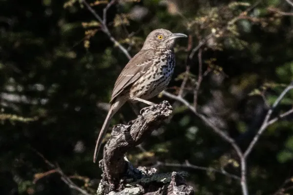 File:Grey Thrasher (Toxostoma cinereum) (8079389210).jpg
