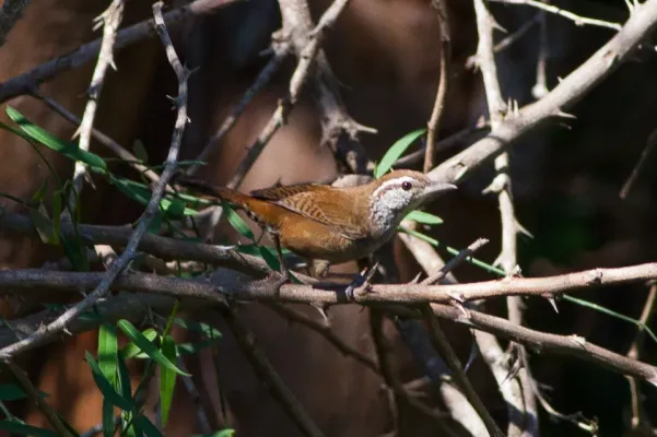 File:Happy Wren (Pheugopedius felix) (8079387572).jpg