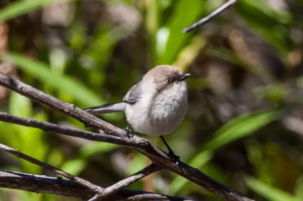 File:American Bushtit (Psaltriparus minimus) (8079386306).jpg