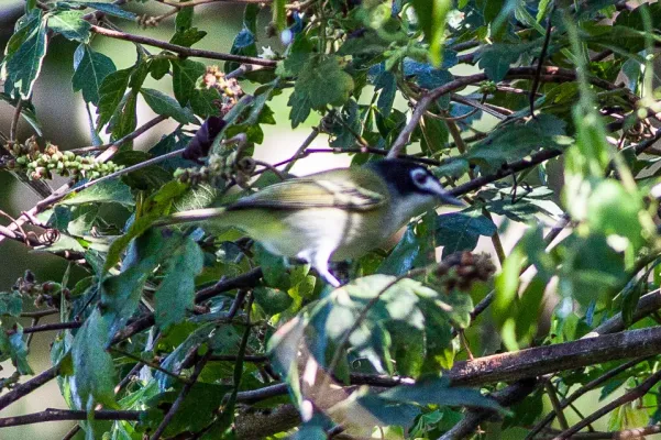File:Black-capped Vireo (Vireo atricapilla) (8079397233).jpg