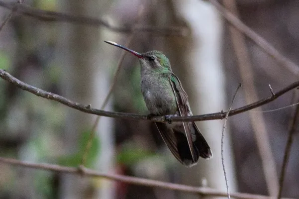 File:Broad-billed Hummingbird (Cynanthus latirostris) (8079376646).jpg