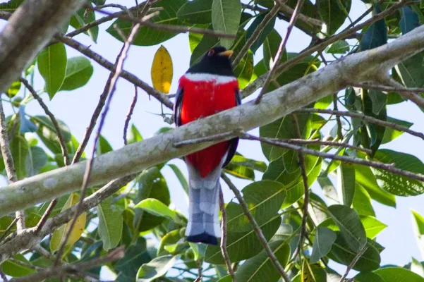 File:Elegant Trogon (Trogon elegans) (8079378728).jpg