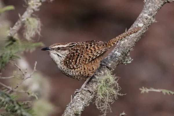 File:Spotted Wren (Campylorhynchus gularis) (8079387138).jpg