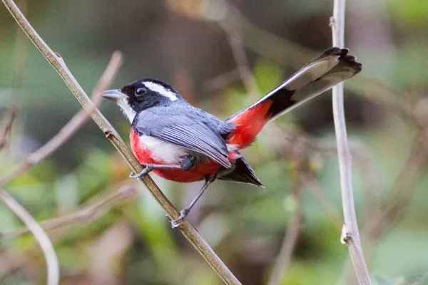 File:Red-breasted Chat (Granatellus venustus) (8079394776).jpg
