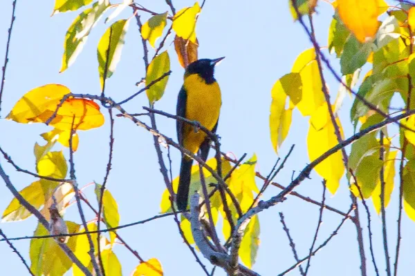 File:Audubon's Oriole (Icterus graduacauda) (8079399168).jpg