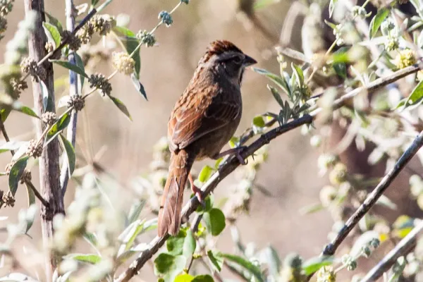 File:Rusty Sparrow (Aimophila rufescens) (8079403551).jpg