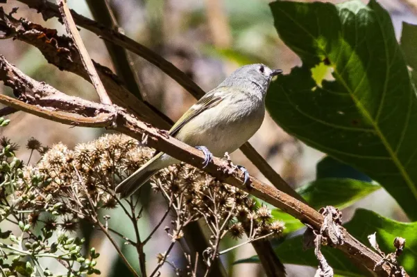 File:Dwarf Vireo (Vireo nelsoni) (8079391074).jpg