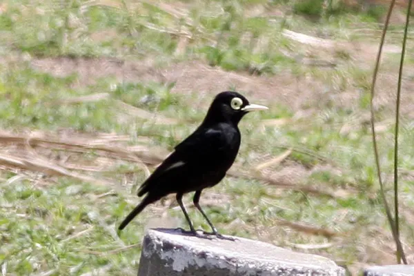 File:Spectacled Tyrant (Hymenops perspicillatus) (8077523460).jpg