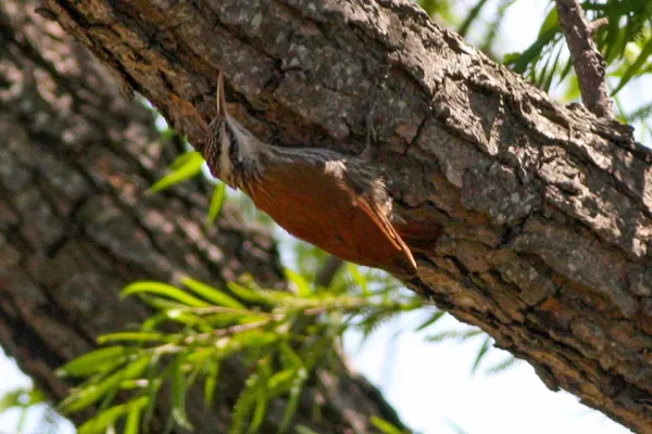 File:Narrow-billed Woodcreeper (Lepidocolaptes angustirostris) (8077530417).jpg