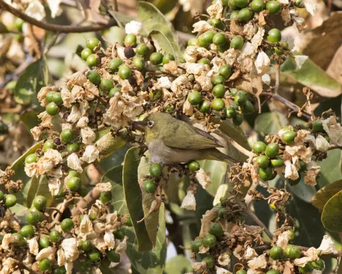 File:Zosterops abyssinicus (17635526250).jpg