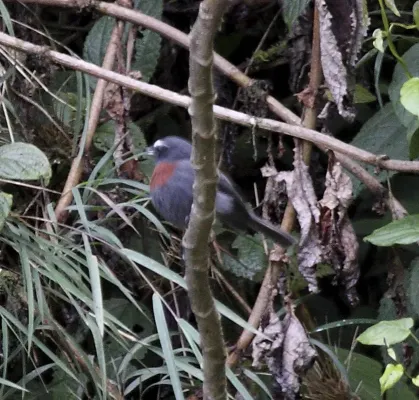 File:Ochthoeca thoracica - Maroon-chested chat-tyrant.JPG