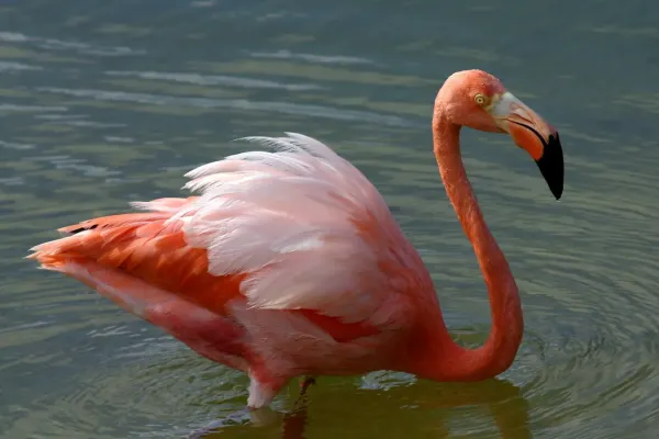 File:American flamingo (Phoenicopterus ruber).JPG