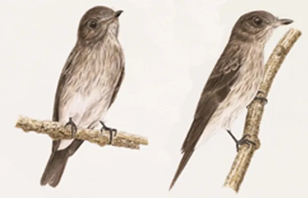 File:Muscicapa sodhii.jpg