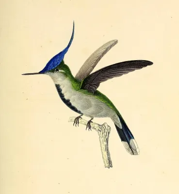 File:Purple-crowned plovercrest (Stephanoxis loddigesii) - BioDivLibrary (cropped).jpg