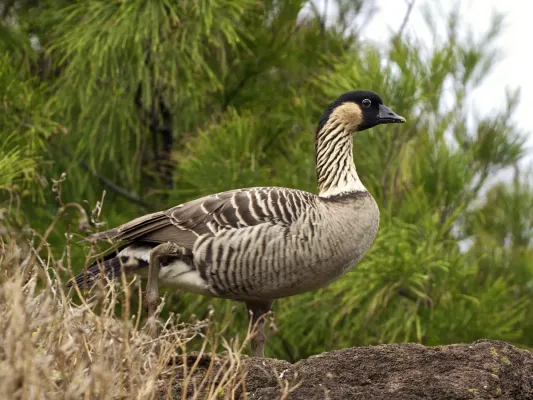 File:Branta sandvicensis LC399.jpg