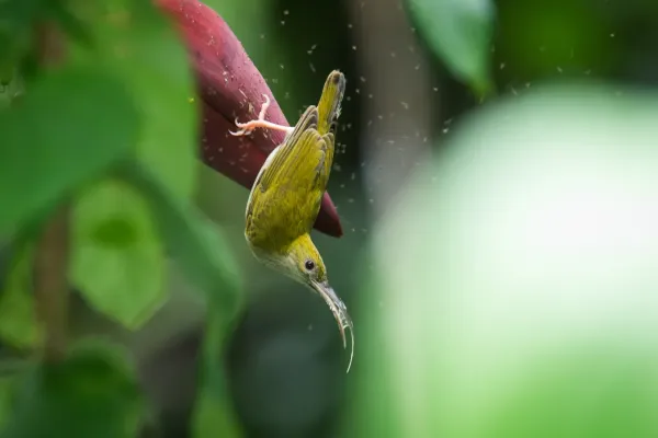 File:Arachnothera modesta, Grey-breasted spiderhunter - Khao Sok National Park (21324789981).jpg